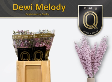 Delph Du Dew Melody 60cm