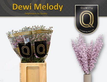 Delph Du Dew Melody 70cm
