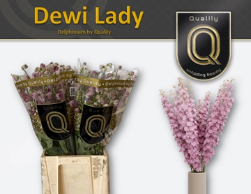 Delphinium Elatum Dewi Lady 60cm