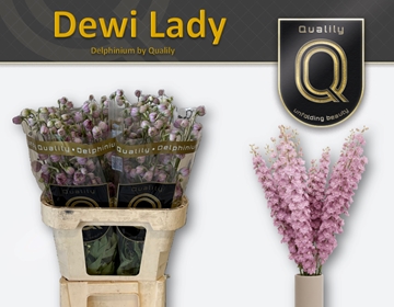 Delphinium Elatum Dewi Lady 80cm