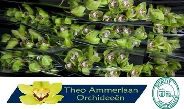 Cymbidium Robin Hood 60 Cm - 8/11bl