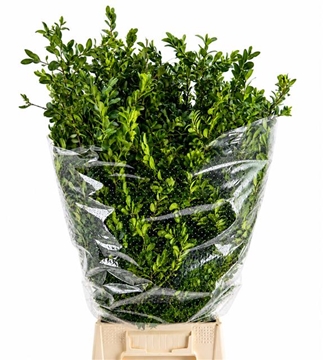 Buxus Per Bunch 60cm 300gram