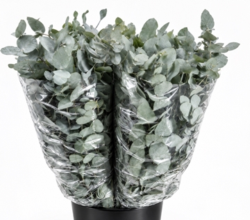Eucalyptus Cinerea 70cm 200gram