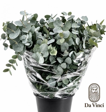 Eucalyptus Cinerea 70cm 200gram