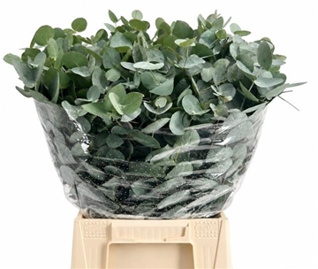 Eucalyptus Cinerea 50cm 200gram