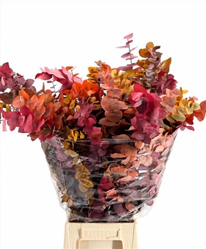 Eucalyptus Leaves Bnch 70cm 150gram