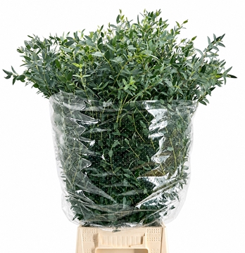 Eucalyptus Parvifolia 70cm 400gram