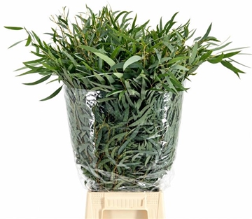 Eucalyptus Bnch Nicholii 70cm 300gram