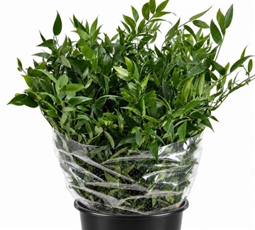 Ruscus Aculeatus Bunch 100gram