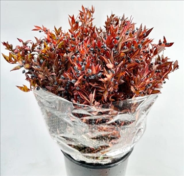 Myrtus Bes 60cm 400gram