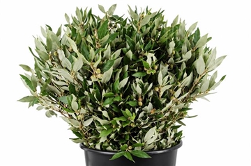 Quercus Ilex 60cm 200gram