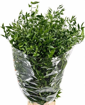 Ruscus Aculeatus Bunch 100gram
