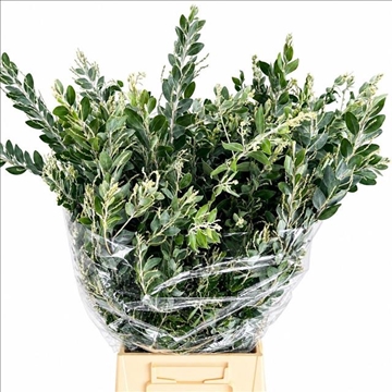Acacia Decurrens X10 70cm 200gram