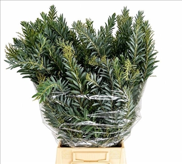 Acacia Decurrens X10 70cm 200gram