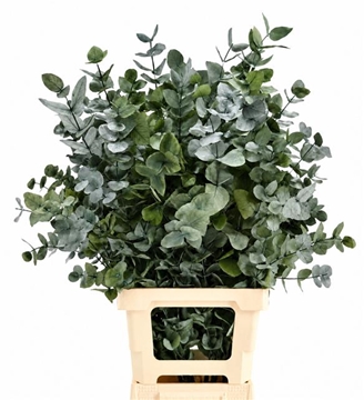 Eucalyptus Painted 70cm 150gram