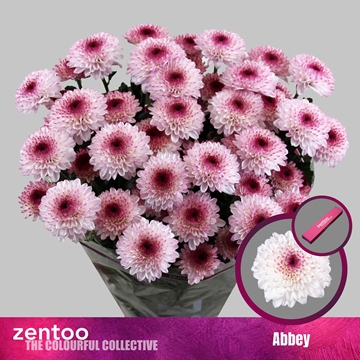 Chrys Spray Abbey 70gram
