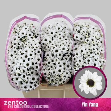 Chrysanthemum Santini Yin Yang