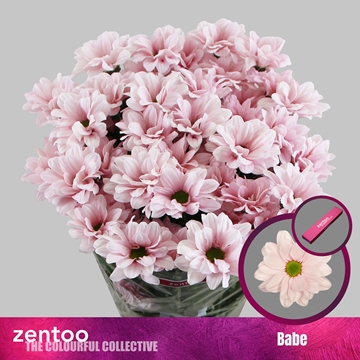 Chrysant T Babe 90gram