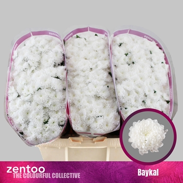 Chrysanthemum Santini Baykal