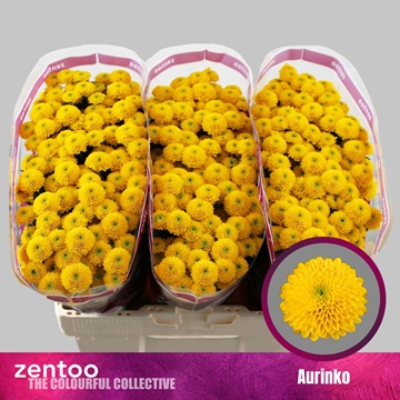 Chrysanthemum Santini Aurinko