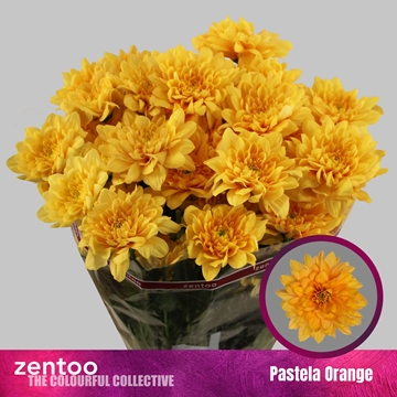 Chrys Spray Pastel Orange 135gram