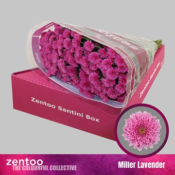 Chr S Miller Lavende