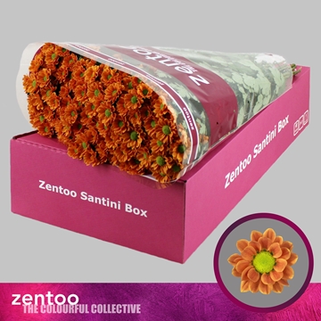 Chrysanthemum Santini Insta