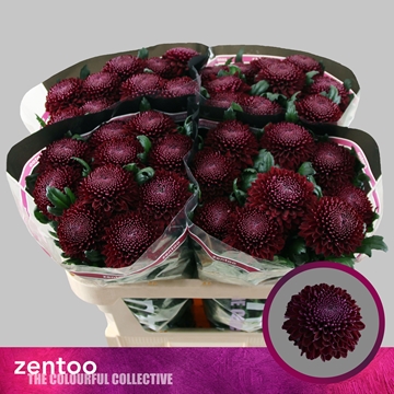 Chrysant Single Poker 70cm 80gram