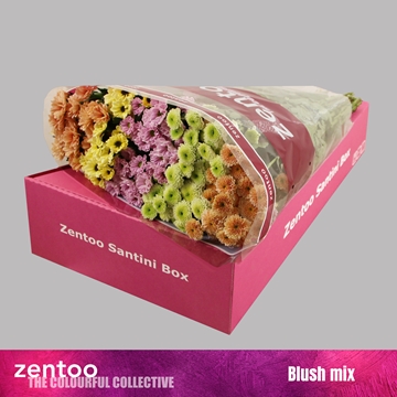 Chrysanthemum Santini Rainbow