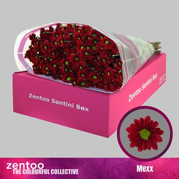 Chrysant Santini Mexx
