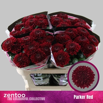 Chrys Single Parker Red 70cm 70gram