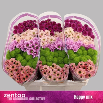 Chrysanthemum Santini Rainbow
