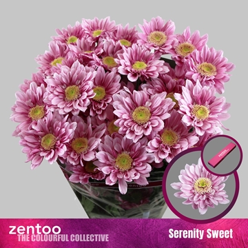 Chrys Spray Serenity Sweet 85gram