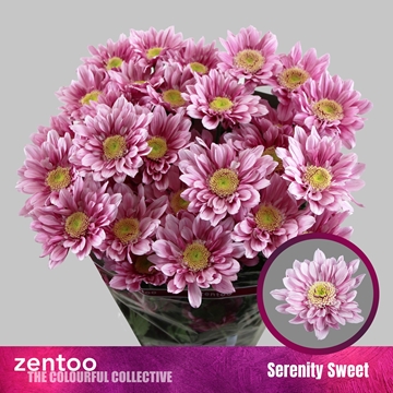 Chrys Spray Serenity Sweet 85gram
