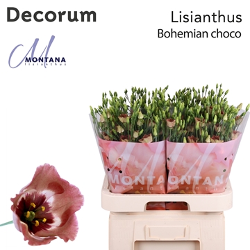Lisianthus Single Bohemian Choco 70cm