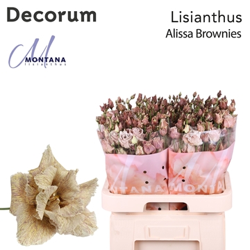 Lisianthus Double 70cm
