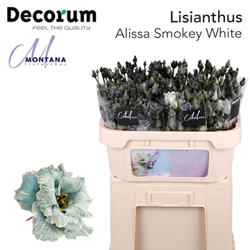 Lisianthus Double 70cm