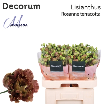 Lisianthus Double Light Terracotta 70cm