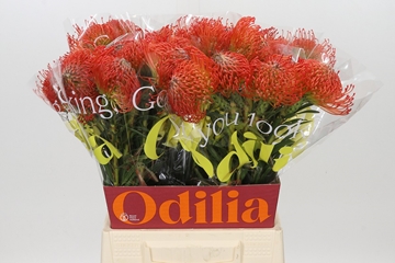 Leucospermum Succession 50cm
