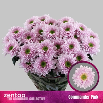 Chrys Spray Commander Pink 80gram