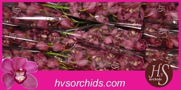 Cymbidium Red Dream 60 Cm - 8/11bl