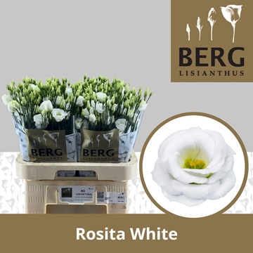 Lisianthus Double Rosita White 70cm