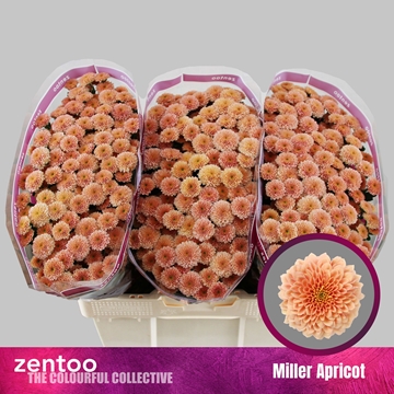 Chr S Miller Apricot