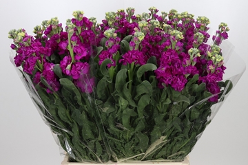 Matth Iron Rose 70cm