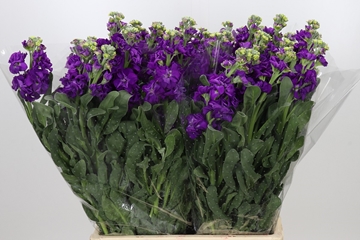 Matth Iron Purple 70cm
