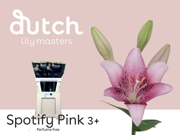 Lilium La Spotify Pink 80cm 3/5bl