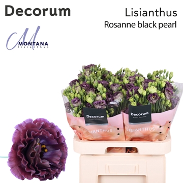Lisianthus Double Black Pearl 60cm