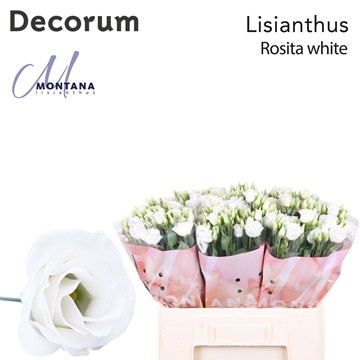 Lisianthus Double Rosita White 60cm