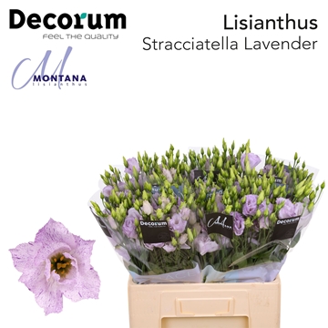 Lisianthus Double Stracciata Lavender 60cm
