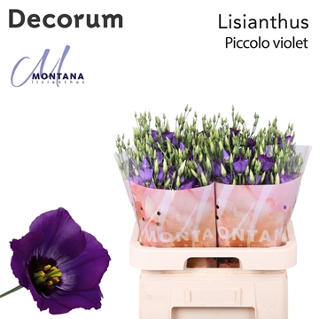 Lisianthus Single Piccolo Violet 70cm